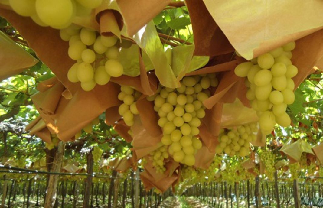 BOE SEGUROS AGRARIOS FRUTAS 1068x688