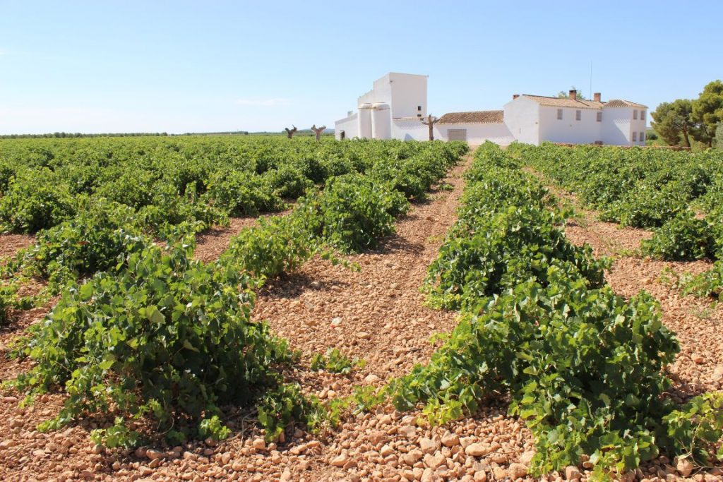 viñedo en La Mancha x1200