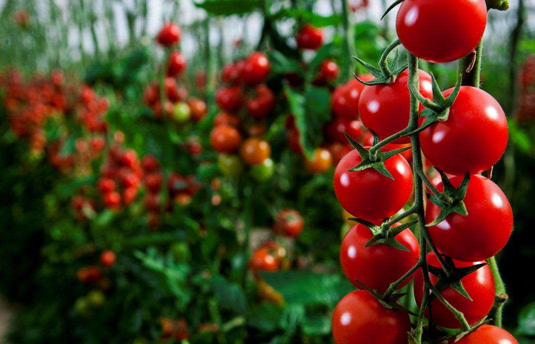 HORTIESPAÑA CULTIVOS DE INVERNADERO
